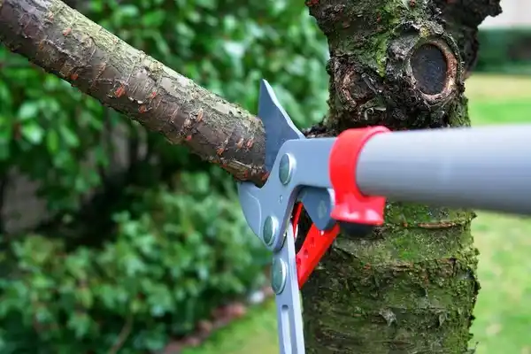 tree services Taholah